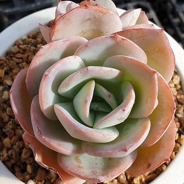 MOTHER'S DAY WEEKEND FLASH SALE! PRESALE Echeveria Brinks Blue, (Random)