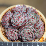 PRESALE Echeveria Sierra Cluster., (Not so Random)