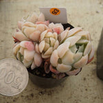 MOTHER'S DAY WEEKEND FLASH SALE! PRESALE Echeveria Elegans, Mini Clusters, (Random)