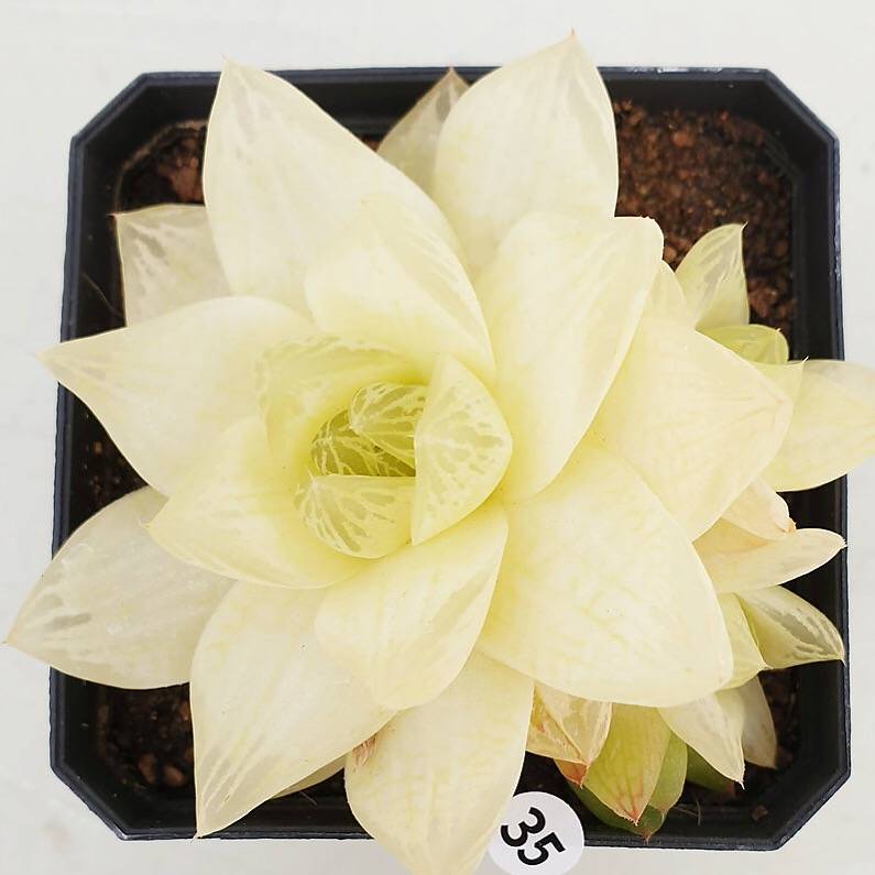 PRESALE Haworthia Cymbiformis f. Variegata, (Random)