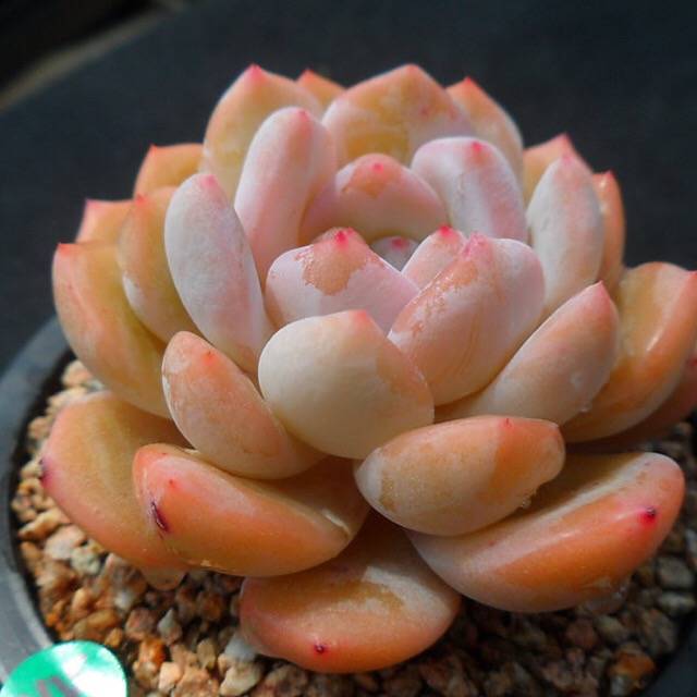 PRESALE Echeveria HOSIKAGE, (Random)