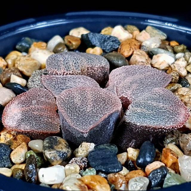 Haworthia Pygmaea Hybrid, (Video)