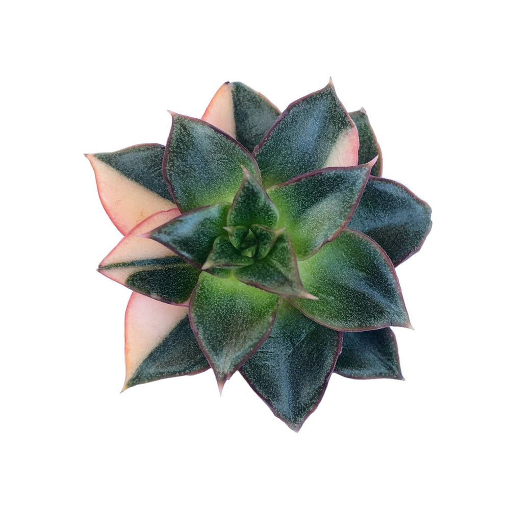 The Good, The Bad and The UGLY! Echeveria Monocerotis, Variegata