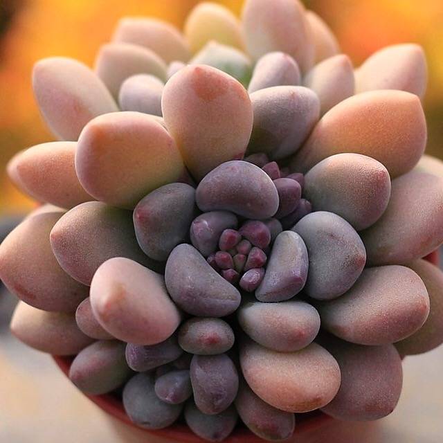 PRESALE Pachyphytum Raul Cluster