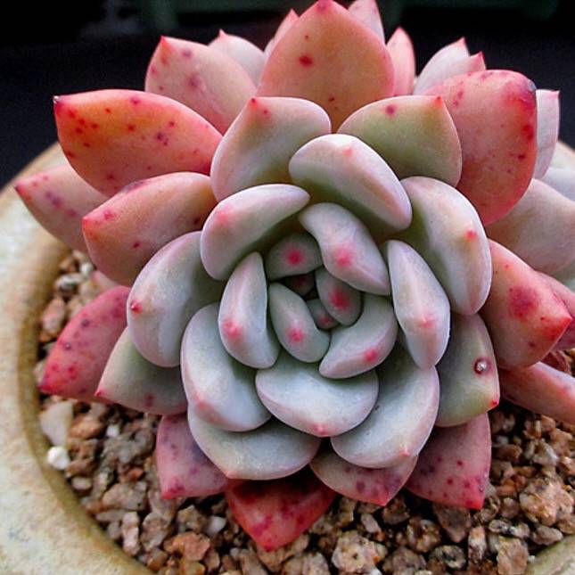 PRESALE Echeveria Ariel, Cluster, (Not so Random)