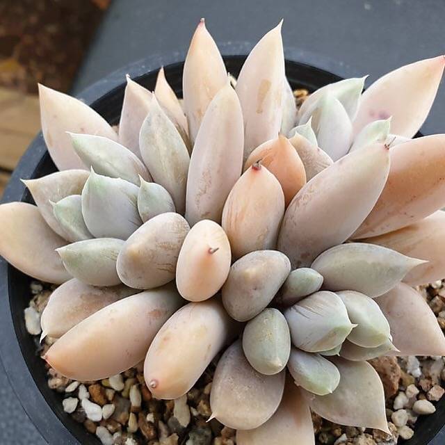 PRESALE Echeveria Snow Queen, Triple, (Not so Random)
