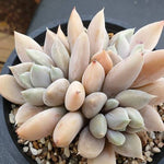 PRESALE Echeveria Snow Queen, Triple, (Not so Random)