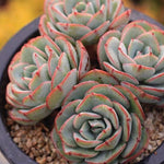 SPECIAL!! JUST CART! PRESALE Echeveria Atlantis, Cluster