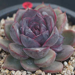 PRESALE Echeveria Black Queen Hybrid, (Random)