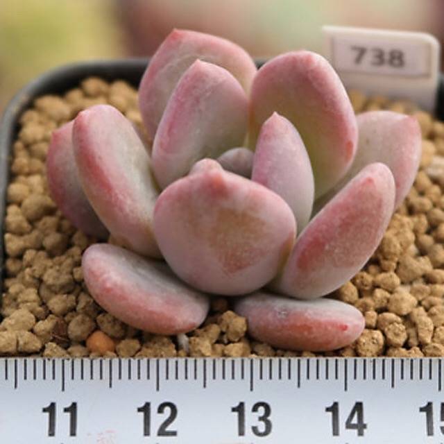 PRESALE Echeveria Pink Door, (Random)