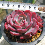 PRESALE Echeveria Laulensis, (Random)