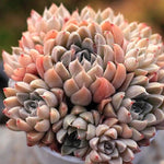 PRESALE Echeveria Wind of Change