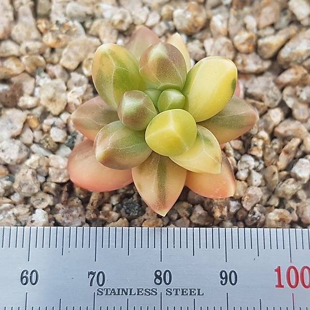 PRESALE Pachyphytum Compactum, Variegata, (Not so Random)