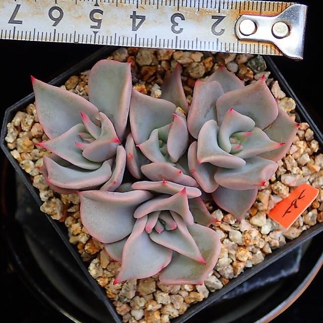 PRESALE Echeveria Madiba, Cluster, (Random)