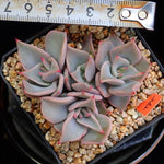 PRESALE Echeveria Madiba, Cluster, (Random)