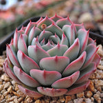 Sale! Echeveria 'Charmean'