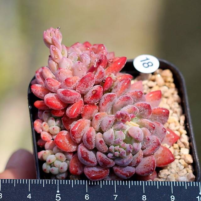 PRESALE Echeveria Amoena, (Not so Random)