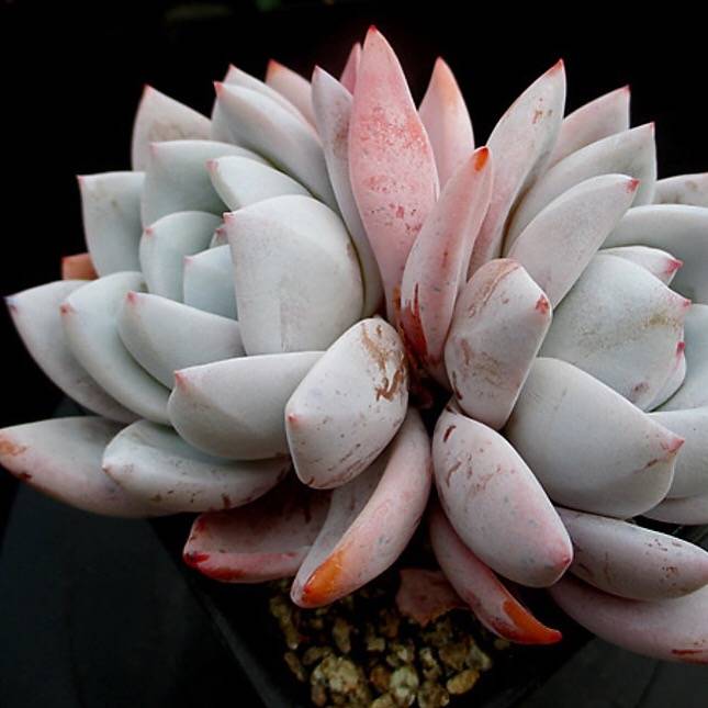 PRESALE Echeveria Ivory, Double, Huge! (Not so Random)