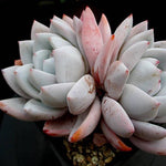 PRESALE Echeveria Ivory, Double, Huge! (Not so Random)