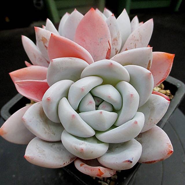 PRESALE Echeveria Ivory, Double, Huge! (Not so Random)