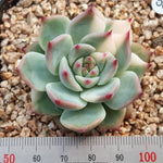 PRESALE Echeveria Chihuahuaensis, Variegata, (Random)