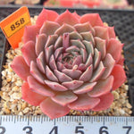 PRESALE Echeveria Tuxpan, (Random)