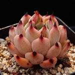 PRESALE Echeveria Jackal, (Not so Random)