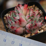 PRESALE Echeveria Jackal, (Random)