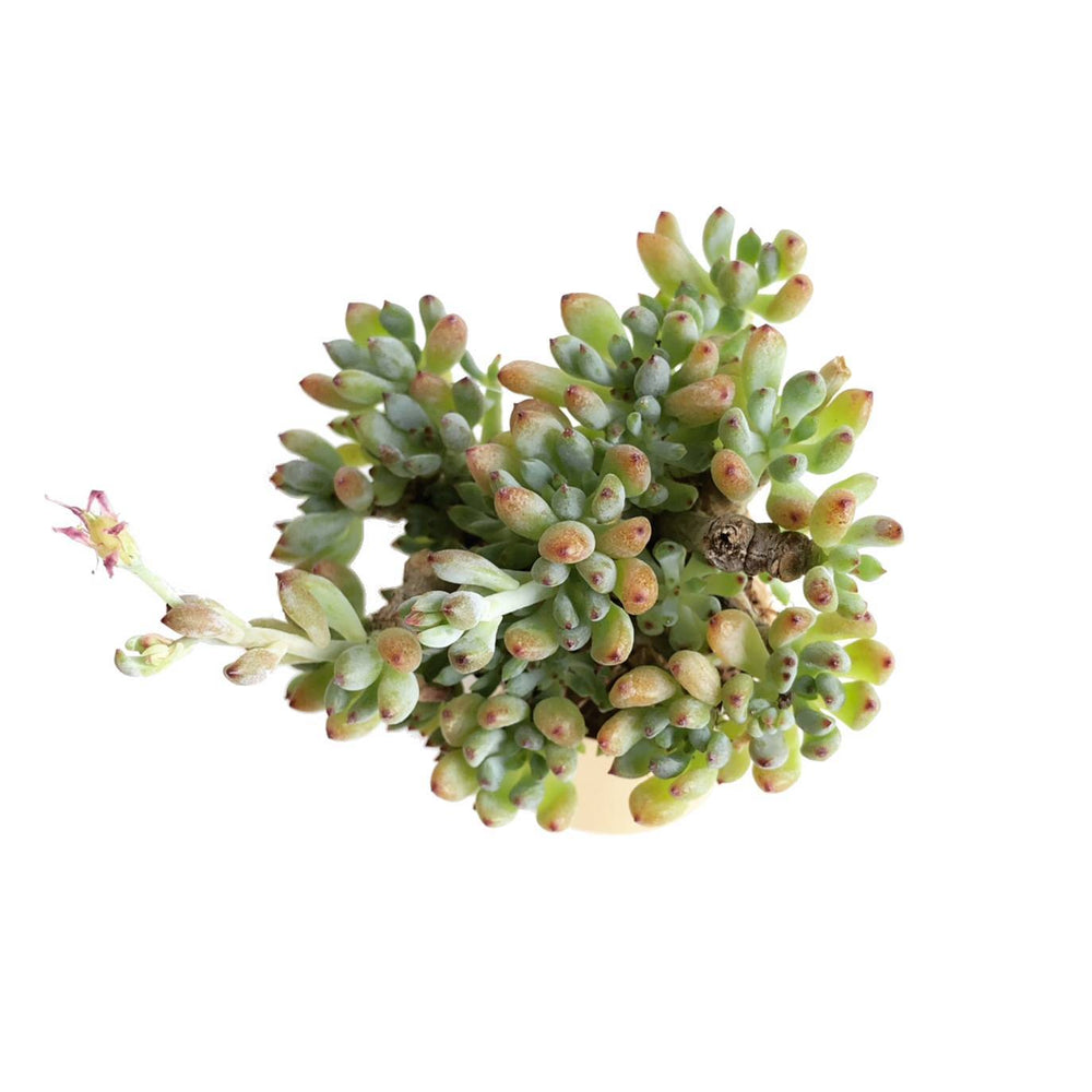 The GOOD, The BAD and The UGLY SALE! Graptoveria Blackberry
