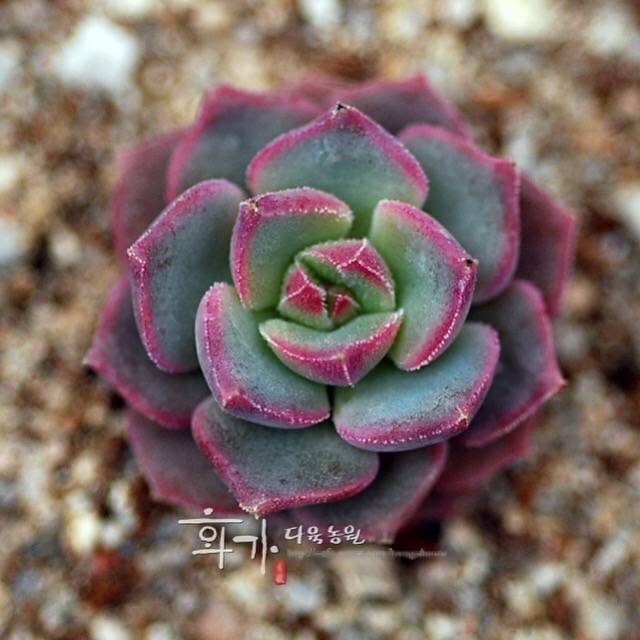 hwaga succulent Hwaga Original Hybrid- PRESALE Echeveria Sugargem