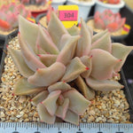 PRESALE Echeveria Madiba, (Random)