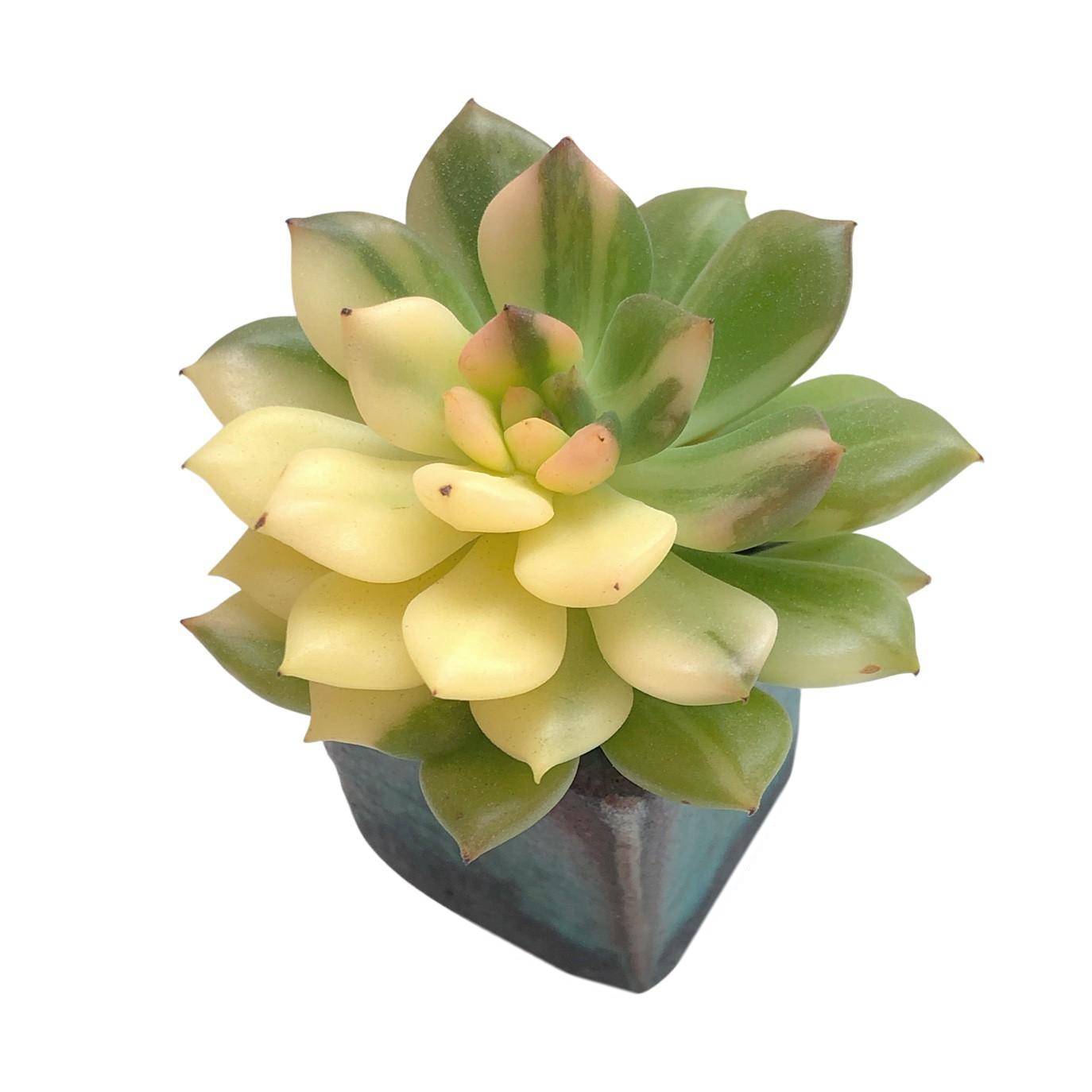 jade point succulents Echeveria Agavoides Jade Point, Variegated (Not Perfect)