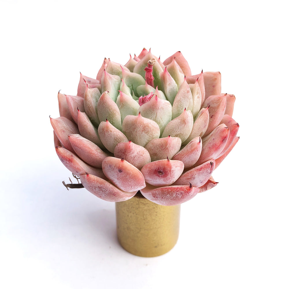 LAST CHANCE SALE! Echeveria Girba's Rose