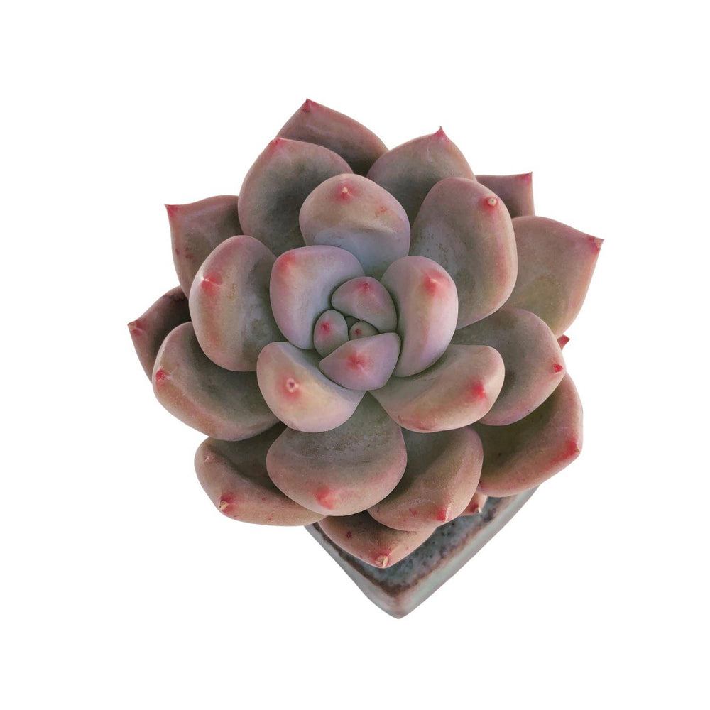 Pachyphytum Angel Fingers Red