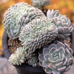 PRESALE Echeveria Elegans Potosina Crystal