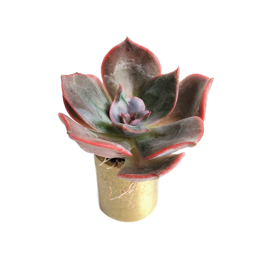 The GOOD, The BAD and The UGLY SALE! Echeveria Blue Metal