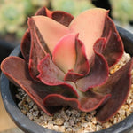 PRESALE Echeveria Pre Madonna, (Not So Random)