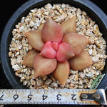 PRESALE Echeveria Xichuaensis, (Random)