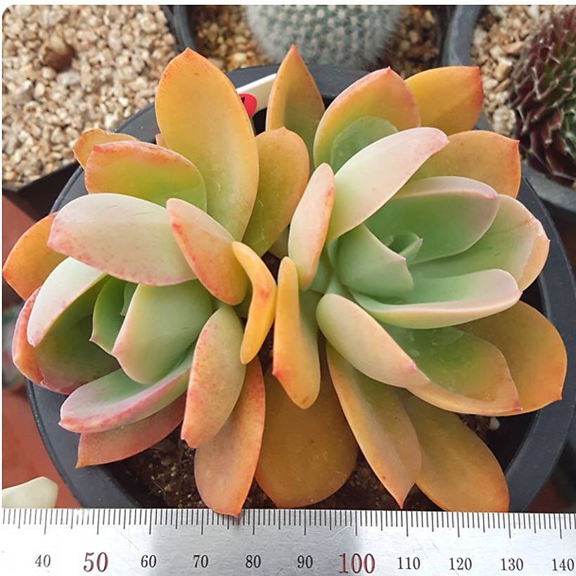 PRESALE Echeveria Silk Veil, (Random)