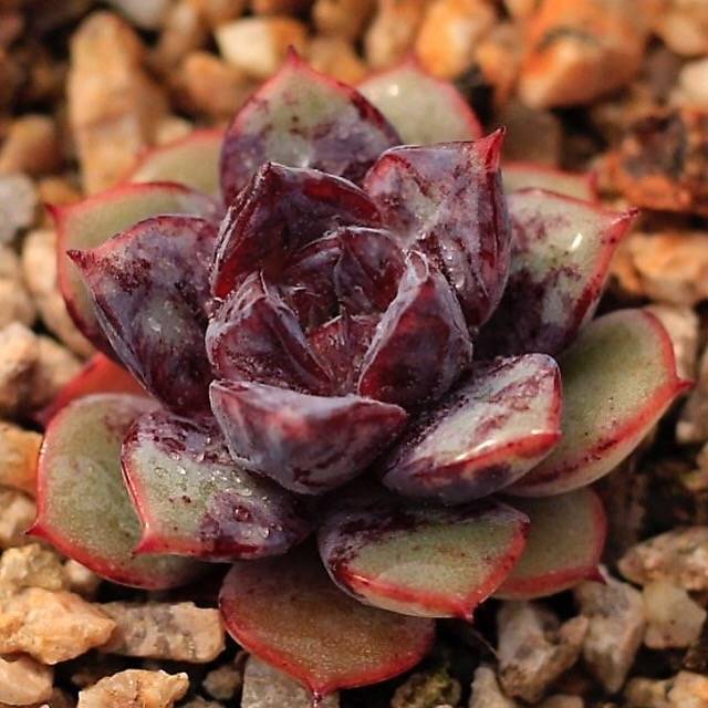 PRESALE Echeveria Love Fire Hybrid