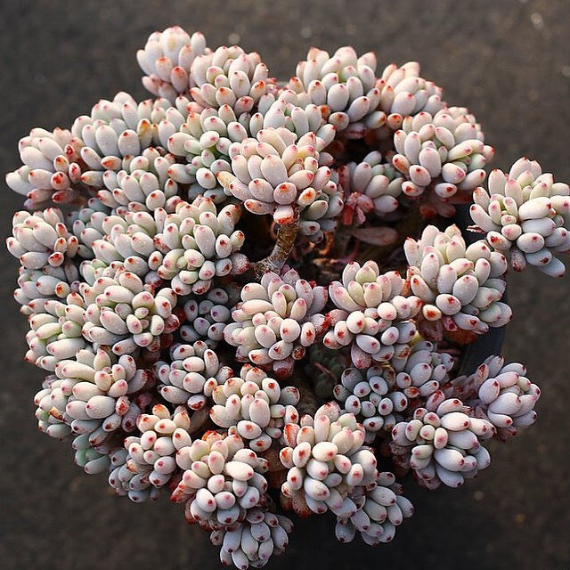 PRESALE Graptopetalum Blue Beans, Cluster