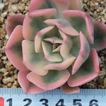 PRESALE Echeveria Secunda, Variegata, (Random)