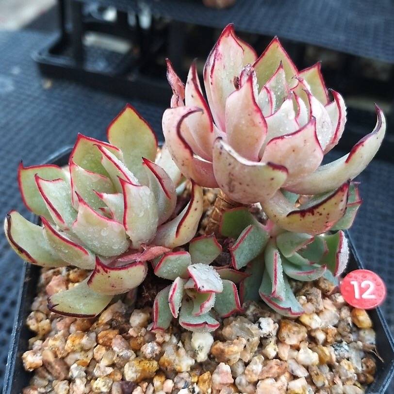 PRESALE Echeveria Strictiflora v Nova, (Not so Random)