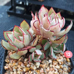 PRESALE Echeveria Strictiflora v Nova, (Not so Random)