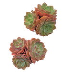 Echeveria Brown Rose, Triples, (Random)