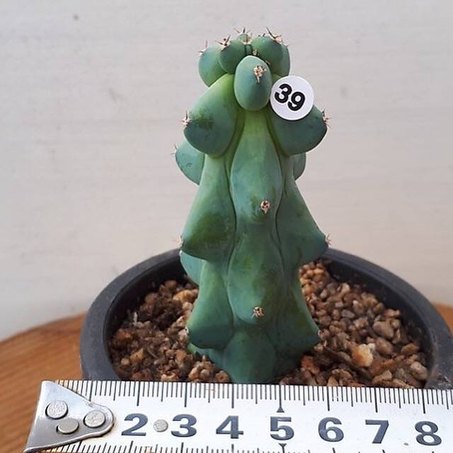 Myrtillocactus Geometrizans Fukurokuryuzinboku, (Not so Random)