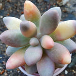PRESALE Pachyphytum Bianca, Variegata, (Random)- Please Read!
