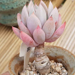 PRESALE Echeveria 'Moon,' (Not so Random)