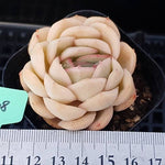 PRESALE Echeveria Strawberry Ice, (Random)