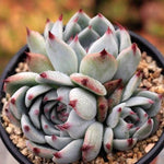 PRESALE Echeveria Momotarou, Cluster